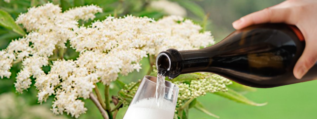 Elderflower Champagne Recipe