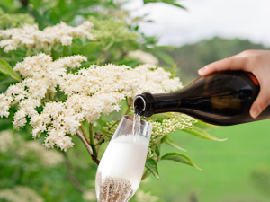 Elderflower Champagne Recipe