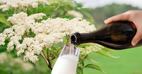 elderflower champagne recipe