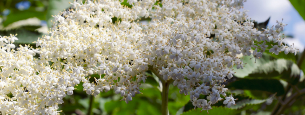 Elderflower Cordial Recipe