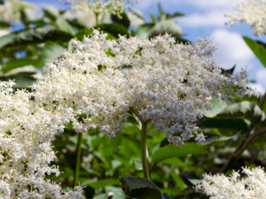 Elderflower Cordial Recipe