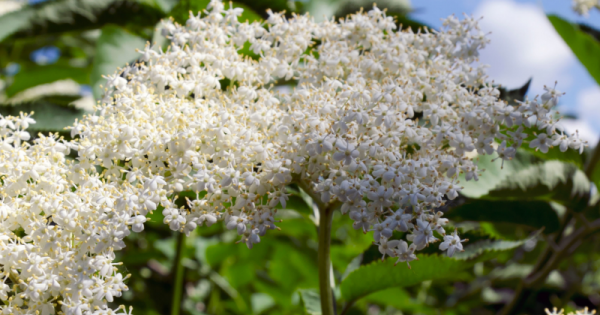 Elderflower Cordial Recipe