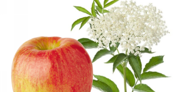 apple and elderflower wine recipe