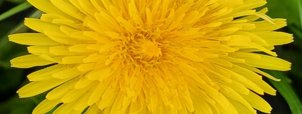 Dandelion Wine Recipe