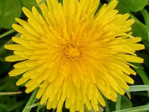 Dandelion Wine Recipe