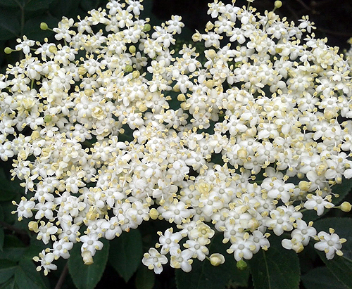 Elderflower Head